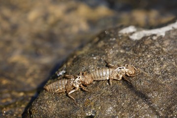 Exuviae of green eyed hook, tailed dragonfly, Onychogomphus forcipatus