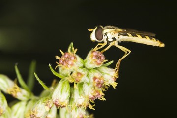 Late Spring Hoverfly (Meliscaeva cinctella)