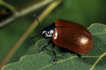 Poplar Leaf Beetle (Chrysomela populi)
