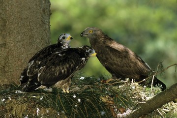 Male Honey Buzzard (Pernis apivorus) in its nest with two chicks