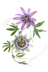 TTWO colored passion flower hanging isolated on white