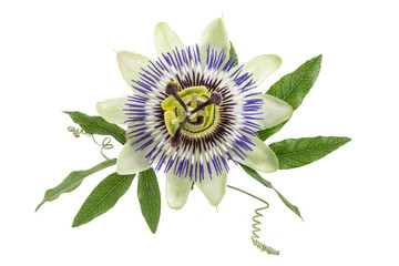 blue passion flower isolated on white