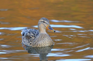 Mallard Duck (Anas platyrhynchos), mixed breed resembling a domestic mire duck