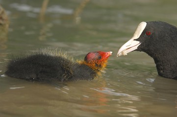 Eurasian Coot (fulica atra) feeding a chick