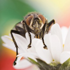 Flesh Fly Sarcophaga canaria on a daisy