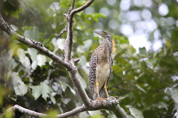 Forest bittern (Zonerodius heliosylus) in Varirata National Park, Papua New Guinea
