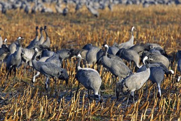 Common cranes (Grus grus) - Vorpommersche Boddenlandschaft, Mecklenburg-Western Pomerania, Germany, Europe,, Europe
