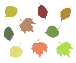 colorful autumn leaves collection linden maple alder leaf set