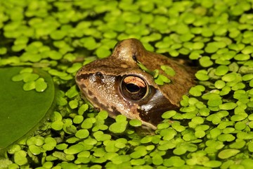 Common frog - grass frog sitting in a pond between common duckweeds (Rana temporaria) (Lemna minor)