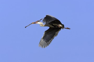 Obraz premium Flying grey heron with a branch in the beak for building a nest - gray heron with nesting material - european common heron (Ardea cinerea)