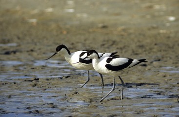 Pied Avocet (Recurvirostra avosetta), pair searching for food, Texel Island, Holland, Europe
