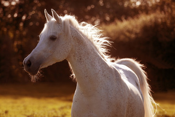 Araber Pferd im Sonnenlicht - 175671280