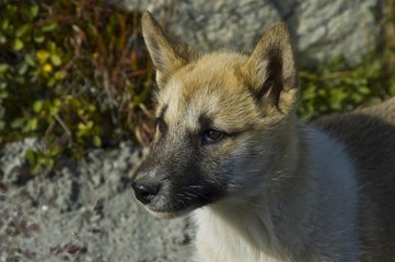 Greenland sled dog (Canidae), Greenland, Arctic, North America