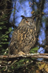 Eurasian Eagle owl (Bubo bubo)