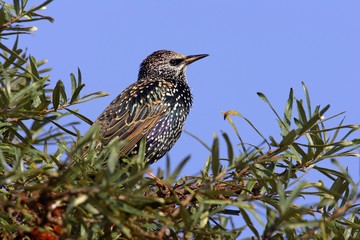 European starling (Sturnus vulgaris) sitting in a sea buckthorn bush (Hippohae rhamnoides)