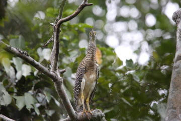 Forest bittern (Zonerodius heliosylus) in Varirata National Park, Papua New Guinea