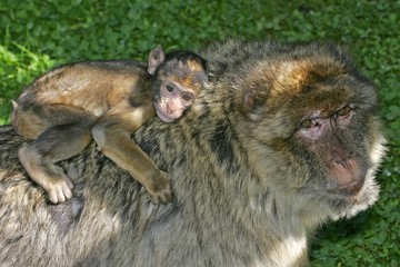 Barbary apes - female with cub on the back - barbary macaque (Macaca sylvanus)