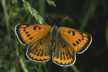 Large Copper (Lycaena dispar)