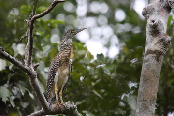 Forest bittern (Zonerodius heliosylus) in Varirata National Park, Papua New Guinea