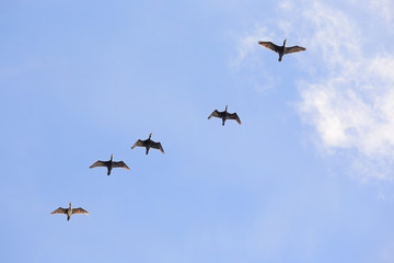 flight of cormorants flock