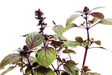Obraz premium Basil (Ocimum basilicum)