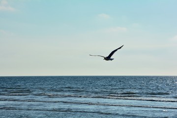 Möwe fliegt über dem offenen Meer im Abendlicht