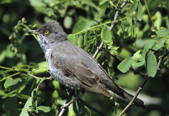 Barred warbler (Sylvia nisoria