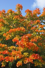 Norway maple (Acer platanoides), leaves in autumn colours, colourful foliage