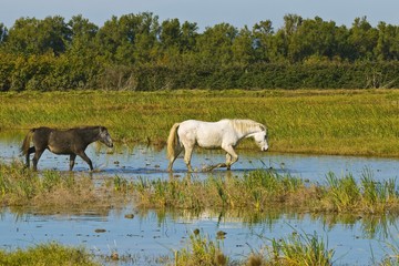 Obraz na płótnie Canvas White Horse with foal in Camargue, Provence-Alpes-Cote d'Azur, France, Europe