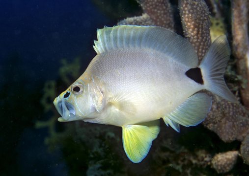 Butter Hamlet fish (Hypoplectrus unicolor), Netherlands Antilles, Caribbean