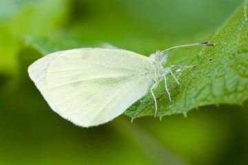 Small White (Pieris rapae)