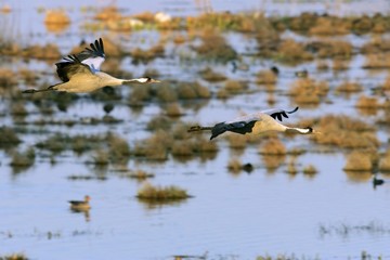 Couple of flying common cranes (Grus grus) in the morning light over the lake Hornborga - Sweden, Europe