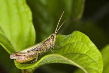 Meadow Grasshopper (Chorthippus parallelus)