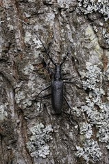 Cerambyx cerdo, Great Capricorn Beetle