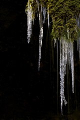 Icicles hanging from moss, Schleierfaelle, Unterammergau, Bavaria, Germany, Europe