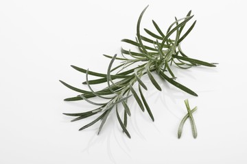 Fototapeta premium Curry Plant (Helichrysum italicum)