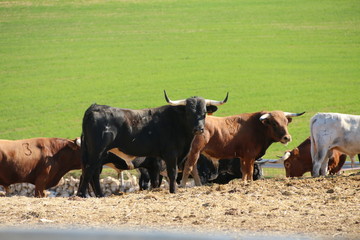 toros bravos ganado de lidia astados toro peligroso dangerous bull