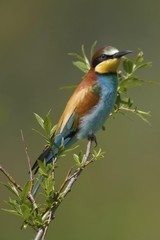 European Bee-Eater (Merops apiaster), Osli, Gyor-Moson-Sopron, Hungary, Europe