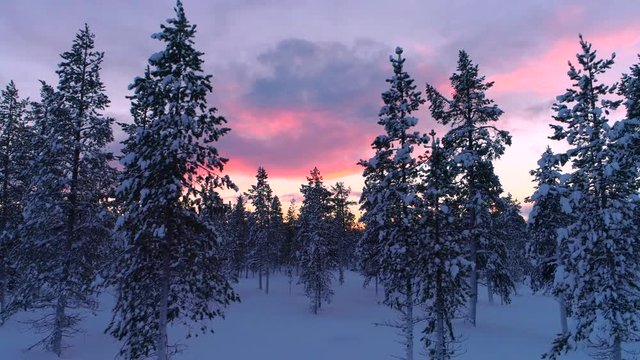 Aerial close up flying through mystical pine forest covered in fresh snow at winter sunset