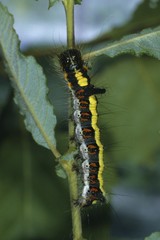 Caterpillar (Apatele psi), eating