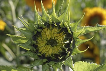 Blossom, not yet open, sunflower (Helianthus annuus)