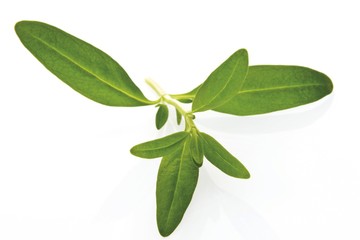 Hyssop (Hyssopus officinalis)