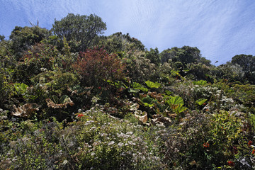 Vegetation in Irazu volcano National Park, 3400mNN, Costa Rica, Central America