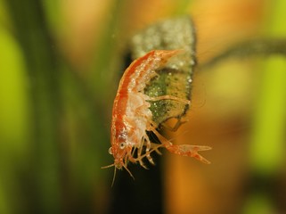 Orange lobster, Cambarellus patzcuarensis orange