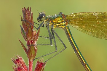 Banded Demoiselle (Calopteryx splendens)
