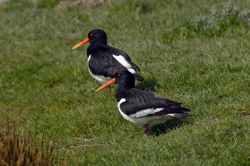 Two Eurasian Oystercatchers (Haematopus ostralegus), Eiderstedt Peninsula, Schleswig-Holstein, Germany, Europe