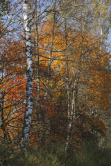 Autumnal trees, Bavaria, Germany, Europe