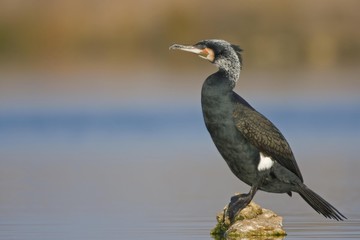 Great Black Cormorant (Phalacrocorax carbo) perched on a rock in the water
