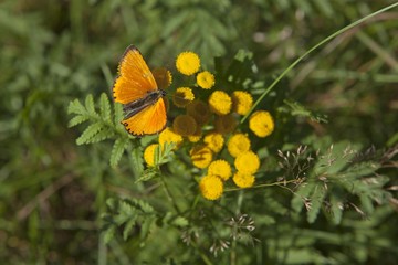 Scarce Copper butterfly (Lycaena virgaureae), Lueneburg Heath, Lower Saxony, Germany, Europe