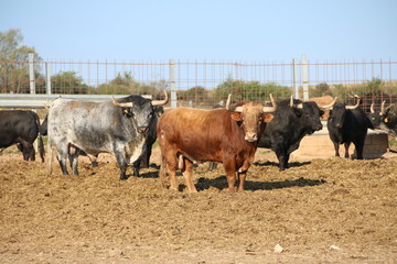 toros bravos ganado de lidia astados toro peligroso dangerous bull
